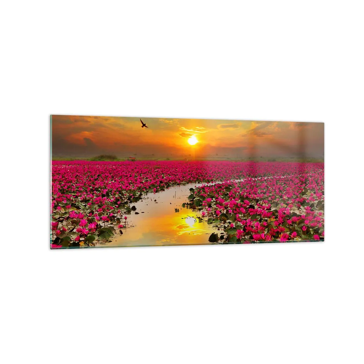 Impression sur verre - Image sur verre - Un champ de nénuphars roses au coucher du soleil - 120x50cm - La vie secrète du lac - Décoration murale moderne pour le salon et la chambre ARTTOR