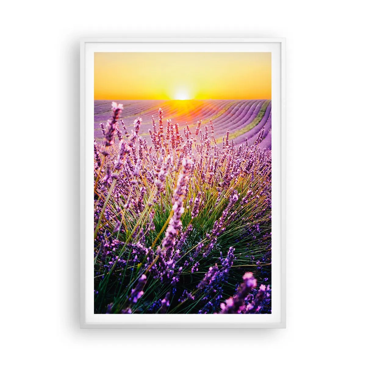 Affiche dans un cadre blanc - Poster - Tige parfumée - 70x100 cm