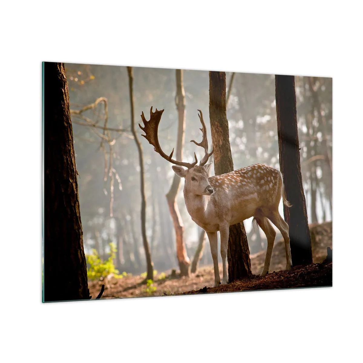 Impression sur verre - Image sur verre - Un cerf dans la forêt entouré de brouillard matinal - 100x70cm - La lumière de la jeunesse - Décoration murale moderne pour le salon et la chambre ARTTOR