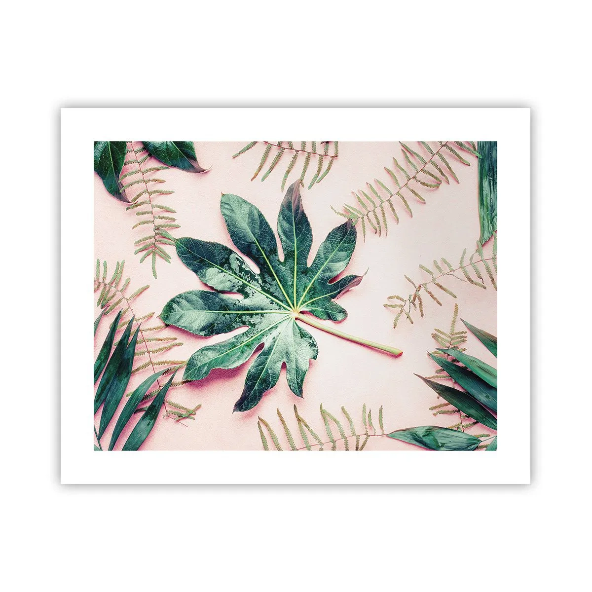 Affiche - Poster - Étude de verdure sur fond rose - 50x40 cm