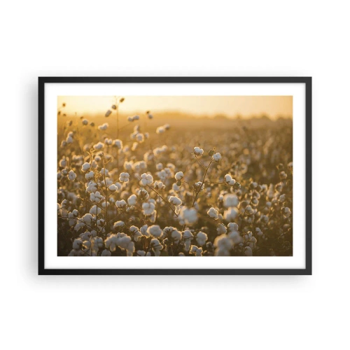 Affiche dans un cadre noir - Poster - Un champ de coton dans la chaude lumière du soleil couchant - 70x50cm - Champ moelleux - Décoration murale moderne pour le salon et la chambre ARTTOR