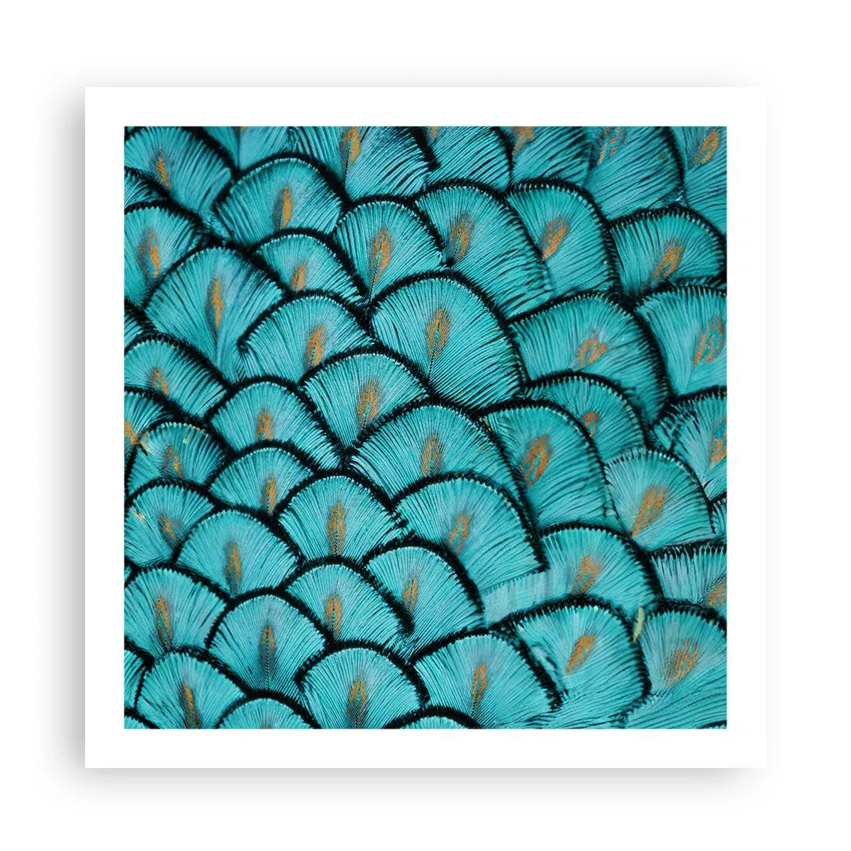 Affiche - Poster - Le grand gala des plumes - 60x60 cm