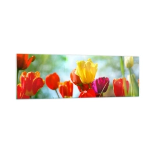 Impression sur verre - Image sur verre - Tulipes colorées au soleil - 160x50cm - Toutes les couleurs du soleil - Décoration murale moderne pour le salon et la chambre ARTTOR
