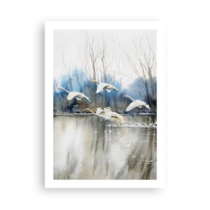 Affiche - Poster - Un troupeau de cygnes flottant sur l'eau dans un style pictural - 50x70cm - Comme dans un conte de fées sur les cygnes sauvages - Décoration murale moderne pour le salon et la chambre ARTTOR