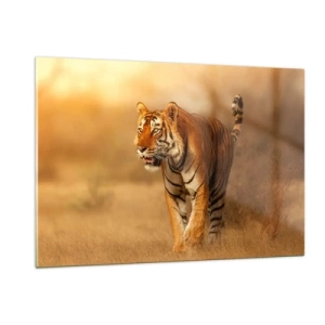 Impression sur verre - Image sur verre - Tigre dans une lumière dorée sur fond de savane sèche - 120x80cm - Avant l'attaque - Décoration murale moderne pour le salon et la chambre ARTTOR