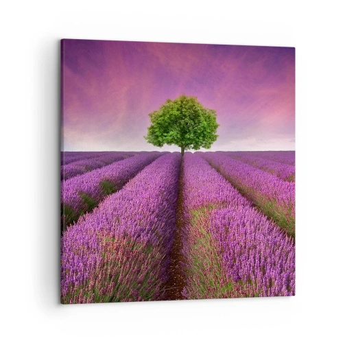 Impression sur toile - Image sur toile - Dans un champs de lavande - 50x50 cm