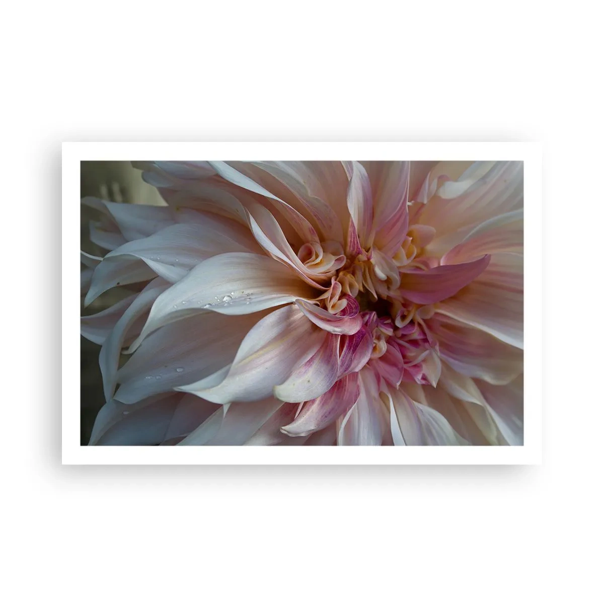 Affiche - Poster - Fraîcheur fleurissante - 91x61 cm