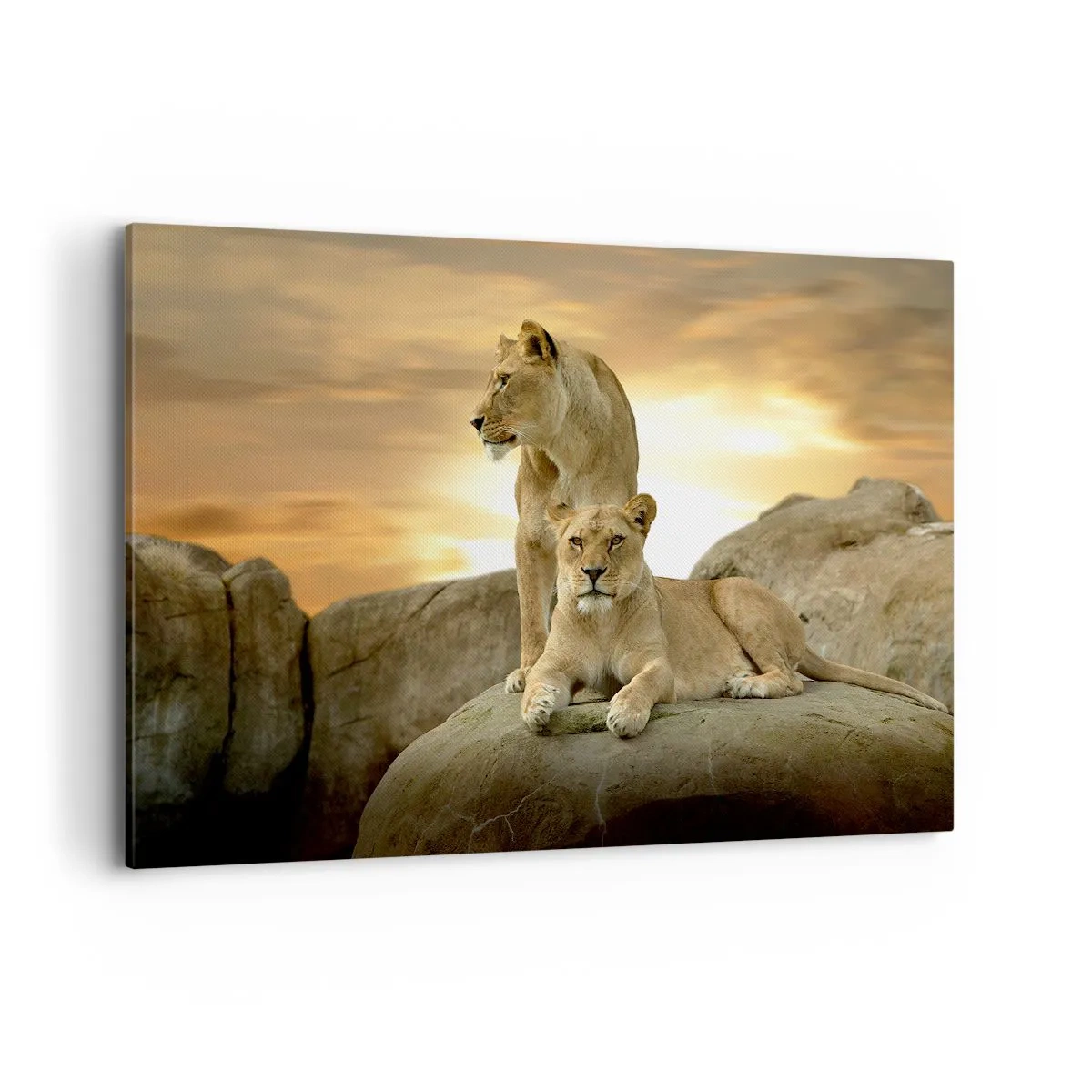 Impression sur toile - Image sur toile - Deux lionnes se reposant sur un rocher au coucher du soleil - 120x80cm - Majesté royale - Décoration murale moderne pour le salon et la chambre ARTTOR