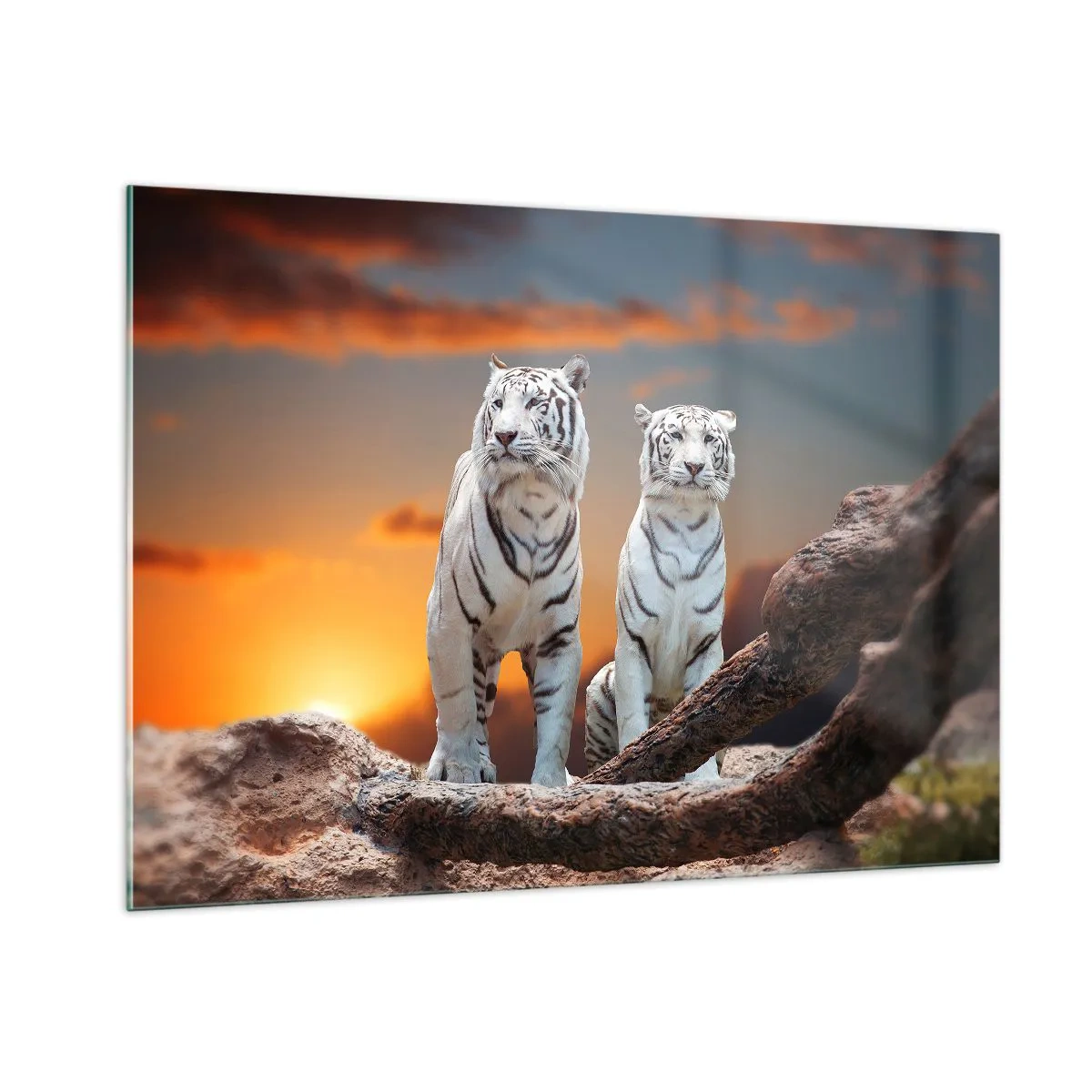 Impression sur verre - Image sur verre - Tigres blancs contre le soleil couchant - 100x70cm - Tout comme à Narnia - Décoration murale moderne pour le salon et la chambre ARTTOR