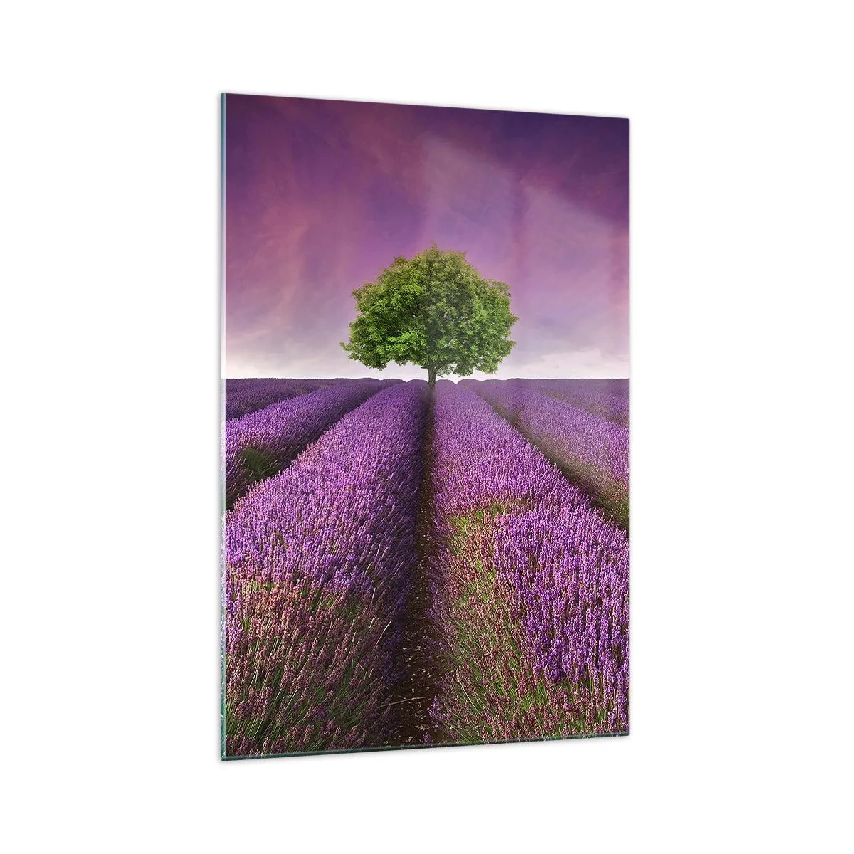 Impression sur verre - Image sur verre - Un champ de lavande avec un arbre solitaire et un ciel violet - 70x100cm - Dans un champs de lavande - Décoration murale moderne pour le salon et la chambre ARTTOR