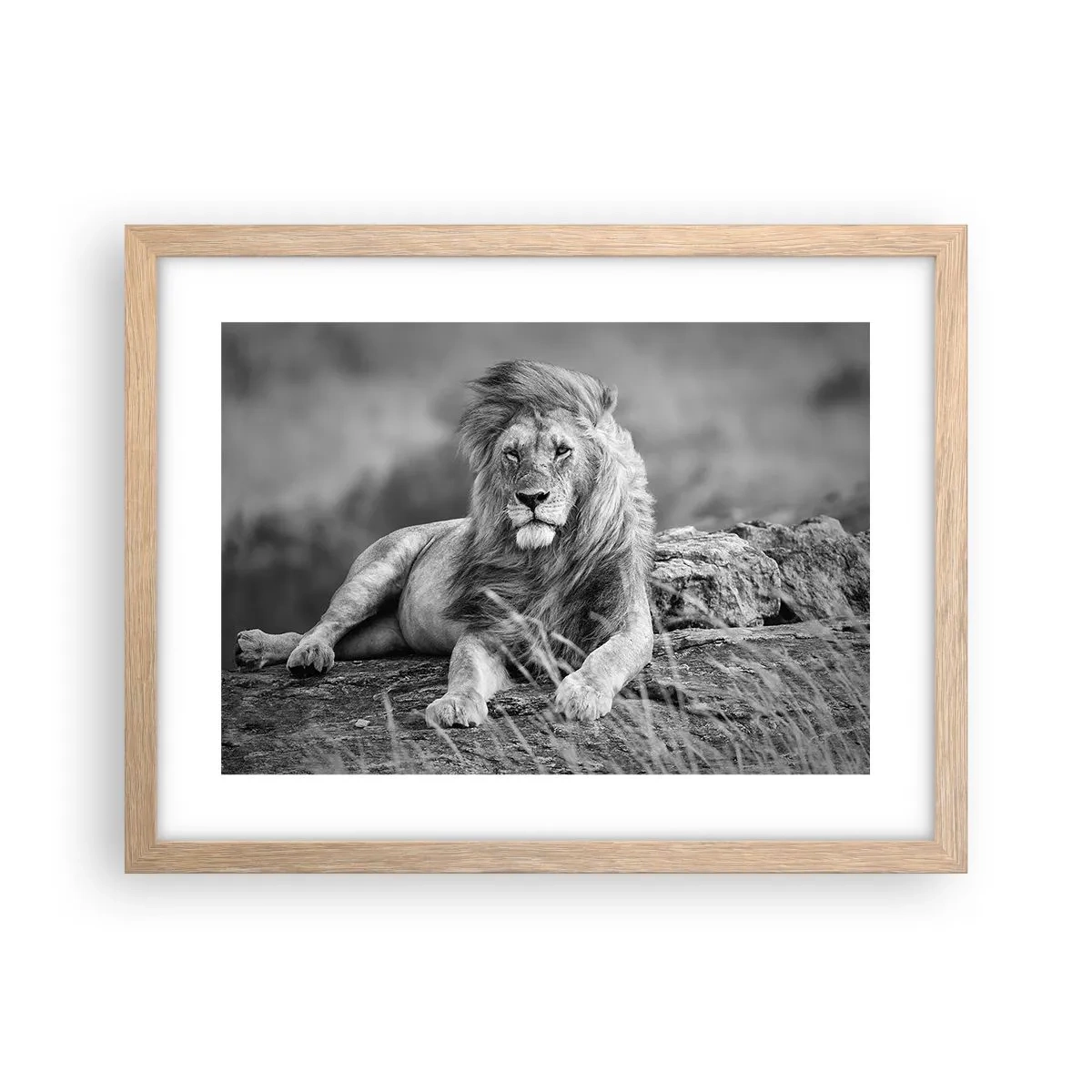 Affiche dans un chêne clair - Poster - Sieste royale - 40x30 cm