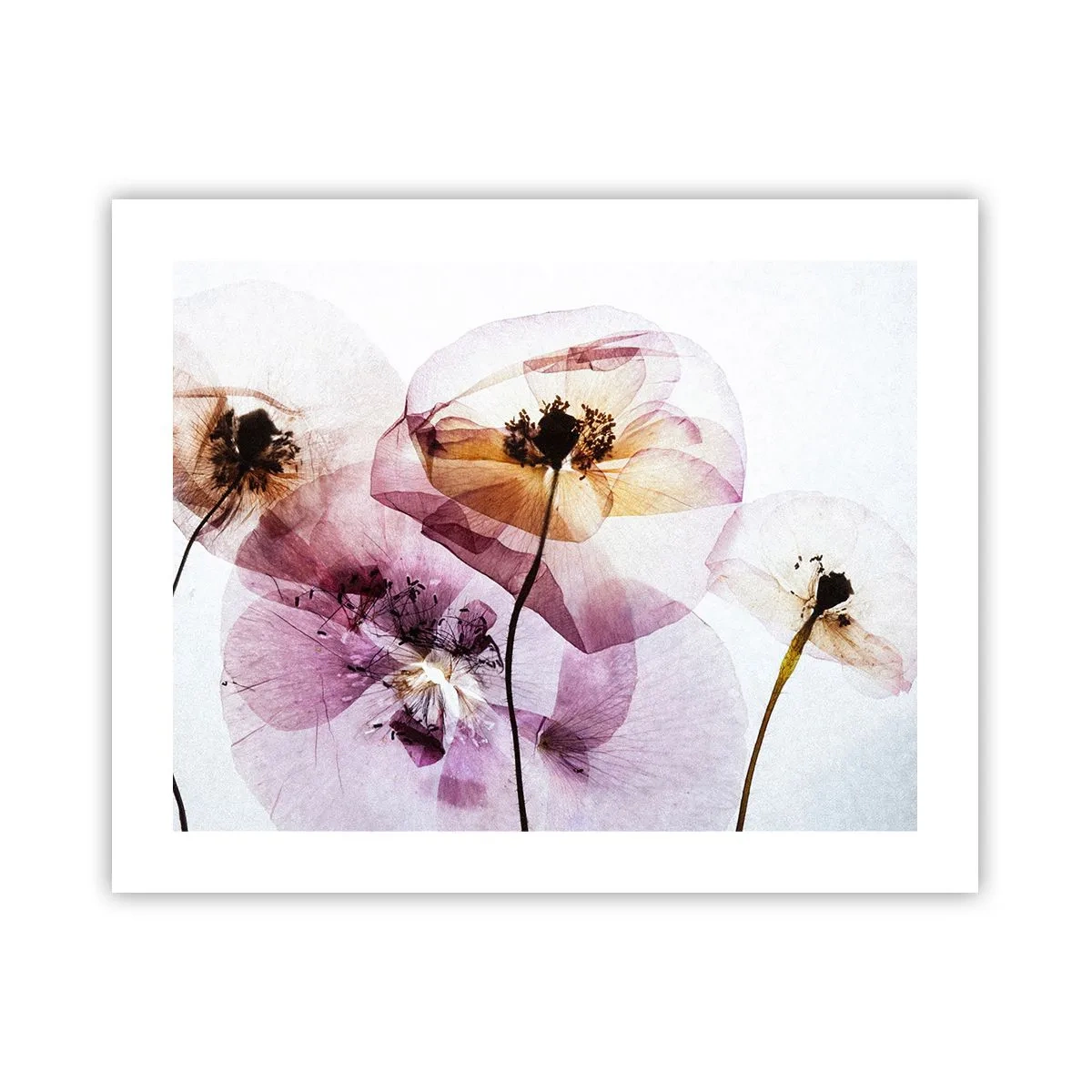 Affiche - Poster - Corps de fleurs transparente - 50x40 cm