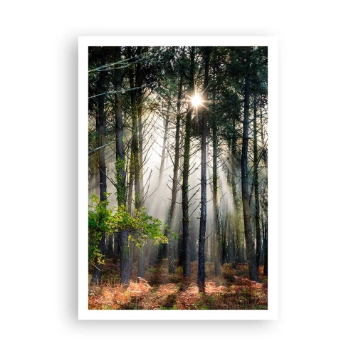 Affiche - Poster - Une zone forestière - 70x100 cm