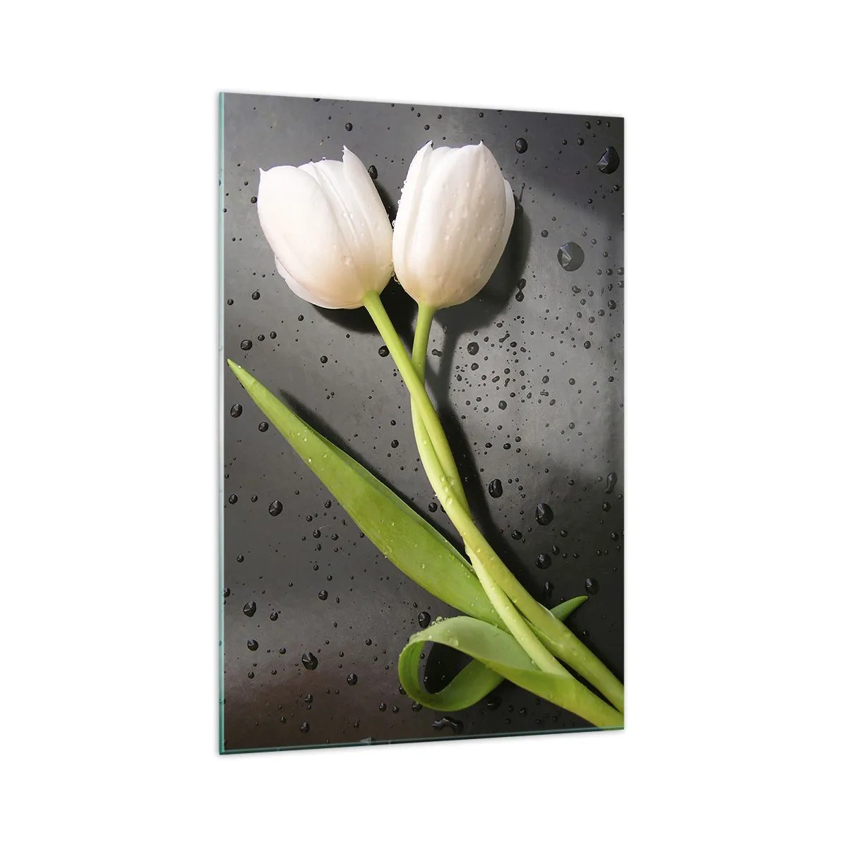 Impression sur verre - Image sur verre - Tulipes blanches sur fond noir avec des gouttes d'eau - 70x100cm - Tissage de printemps - Décoration murale moderne pour le salon et la chambre ARTTOR