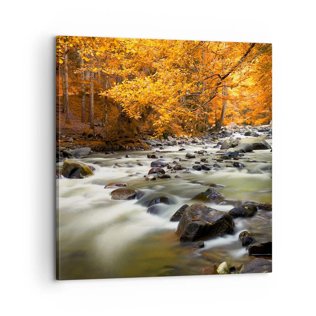 Impression sur toile - Image sur toile - Un ruisseau dans une forêt dorée - 60x60 cm
