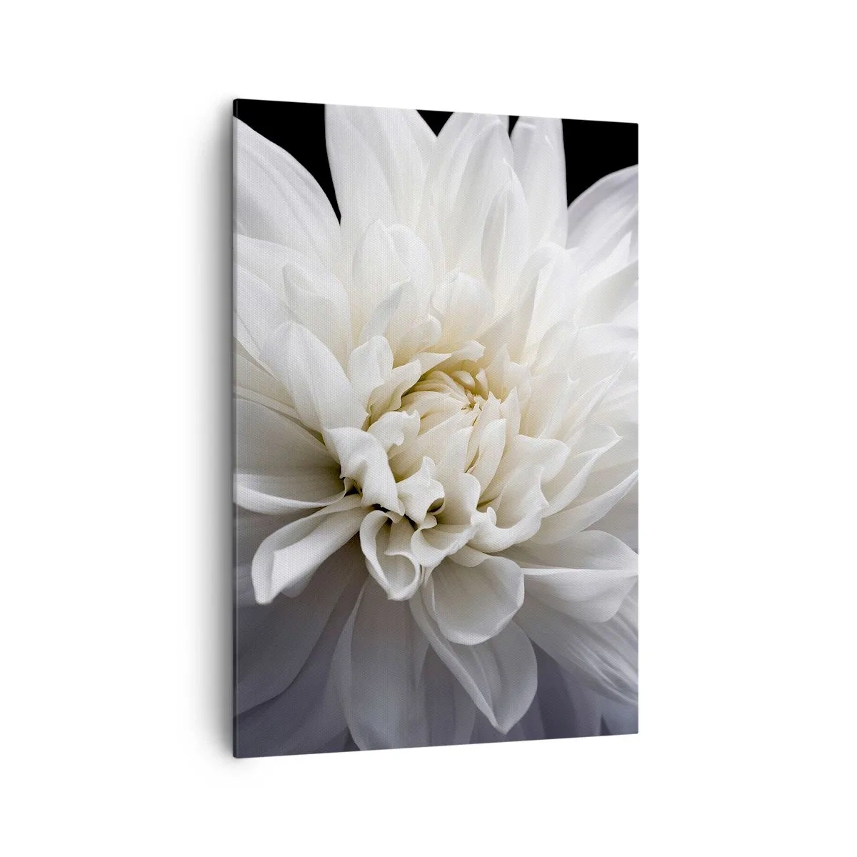 Impression sur toile - Image sur toile - Une délicate fleur blanche sur fond noir dans une composition élégante - 70x100cm - Le matin de la jeune mariéé - Décoration murale moderne pour le salon et la chambre ARTTOR