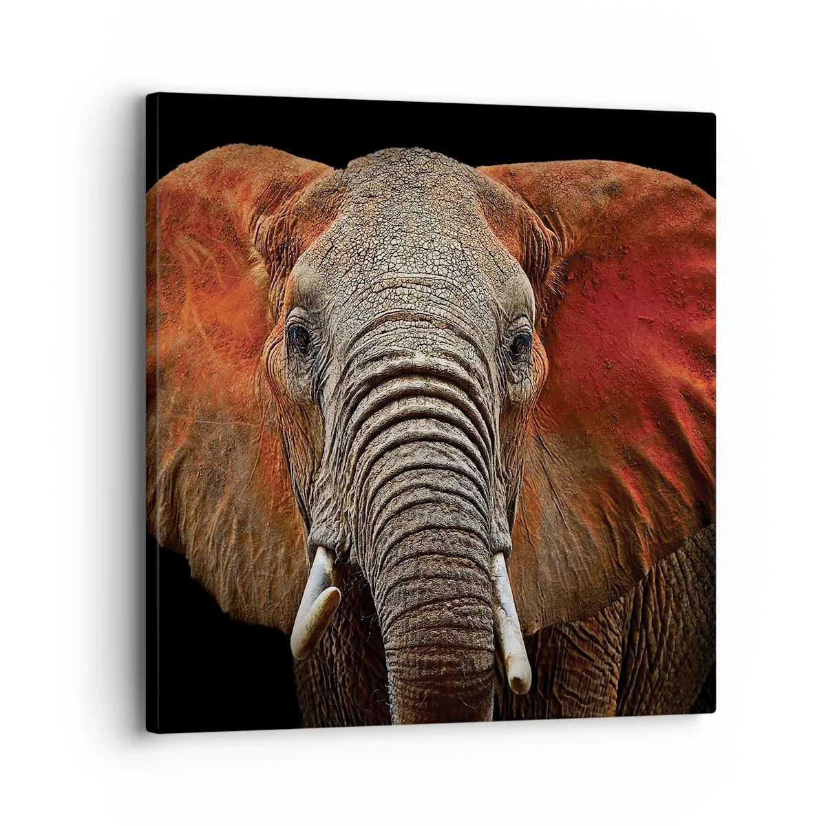 Impression sur toile - Image sur toile - Je suis sauvage, et toi? - 30x30 cm