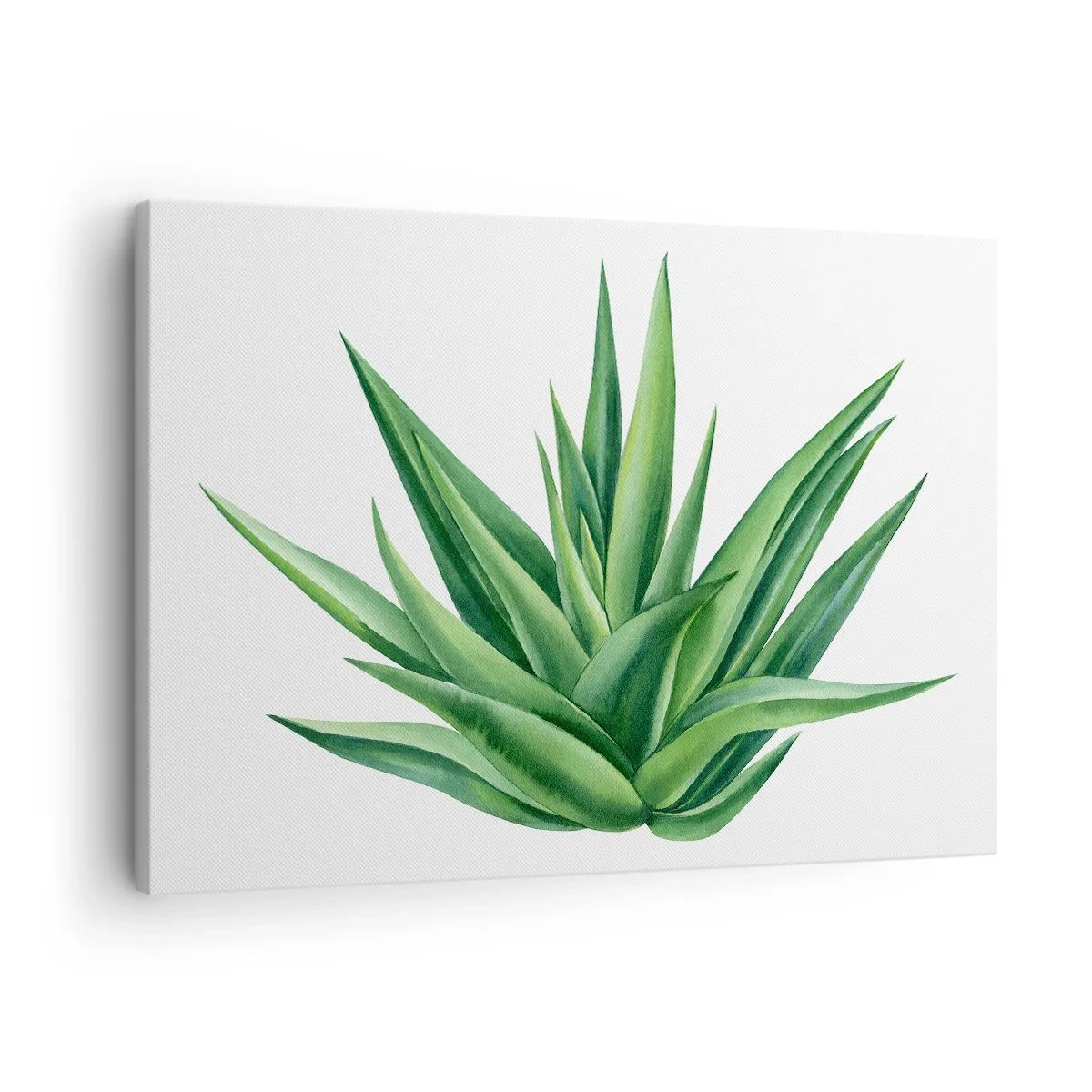 Impression sur toile - Image sur toile - Une plante verte juteuse sur fond blanc - 70x50cm - Vert – force – vie - Décoration murale moderne pour le salon et la chambre ARTTOR