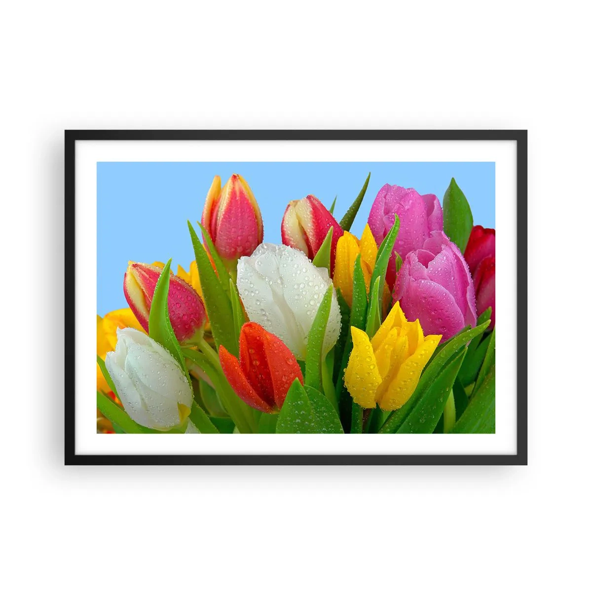 Affiche dans un cadre noir - Poster - Tulipes colorées couvertes de gouttes de rosée sur fond bleu - 70x50cm - Un arc-en-ciel fleuri en gouttes de rosée - Décoration murale moderne pour le salon et la chambre ARTTOR