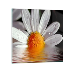 Impression sur verre - Image sur verre - Le soleil levant des marguerites - 40x40 cm