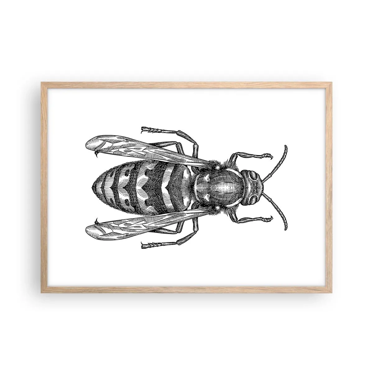 Affiche dans un chêne clair - Poster - D'une planète d'insectes - 70x50 cm