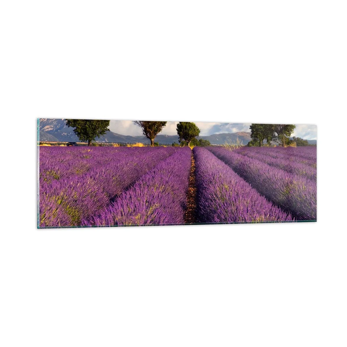 Impression sur verre - Image sur verre - Champs de lavande - 90x30 cm