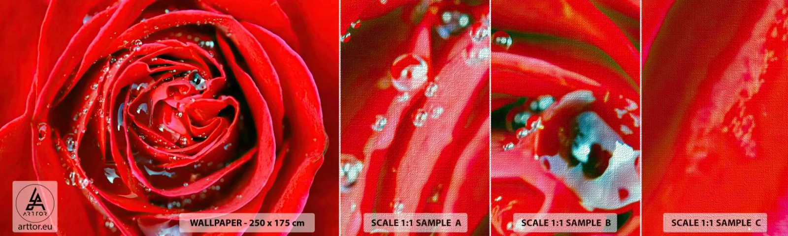 Échantillon de Papier Peint Premium Canvas - Dans les gouttes de rosée - Fleurs, Rose rouge, Amour - 100x30 cm