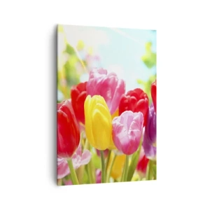 Impression sur toile - Image sur toile - Tulipes colorées en pleine floraison sur fond de printemps - 70x100cm - C'est nous, les couleurs de Mai! - Décoration murale moderne pour le salon et la chambre ARTTOR
