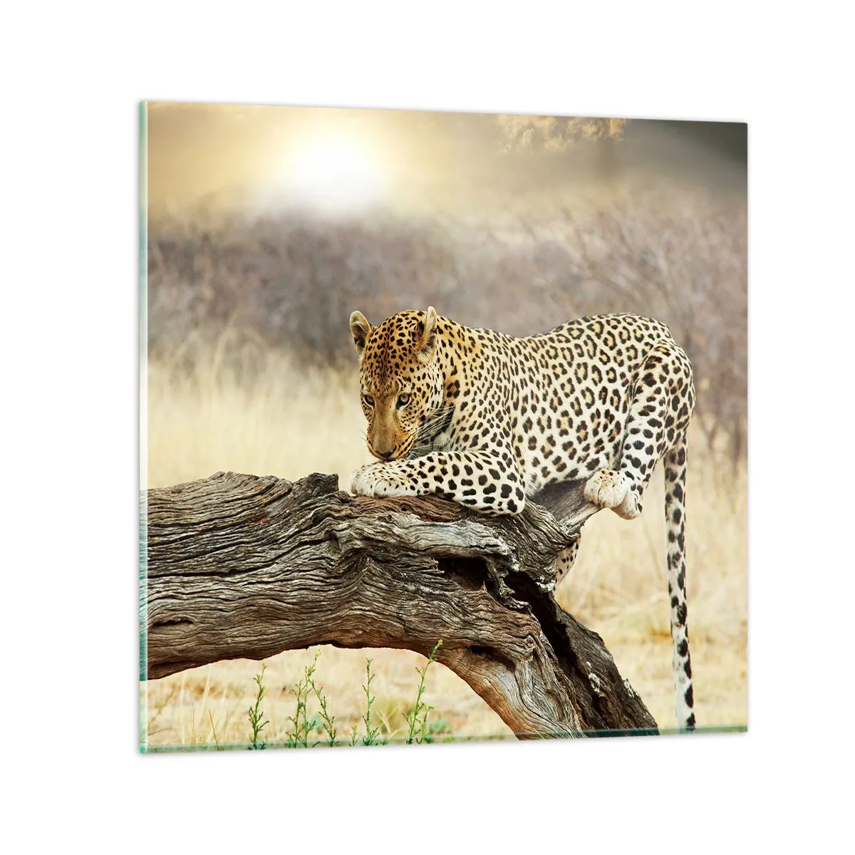 Impression sur verre - Image sur verre - Je suis ma propre route - 50x50 cm