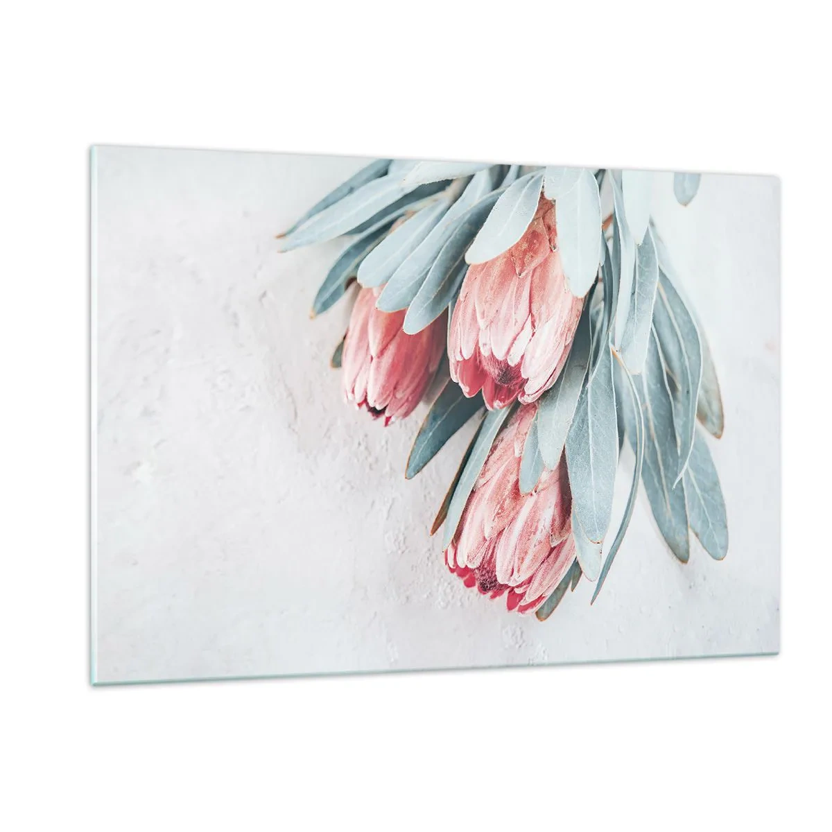 Impression sur verre - Image sur verre - Trois fleurs de protéa pastel avec des feuilles sur un fond clair - 120x80cm - Honte de leur propre beauté - Décoration murale moderne pour le salon et la chambre ARTTOR