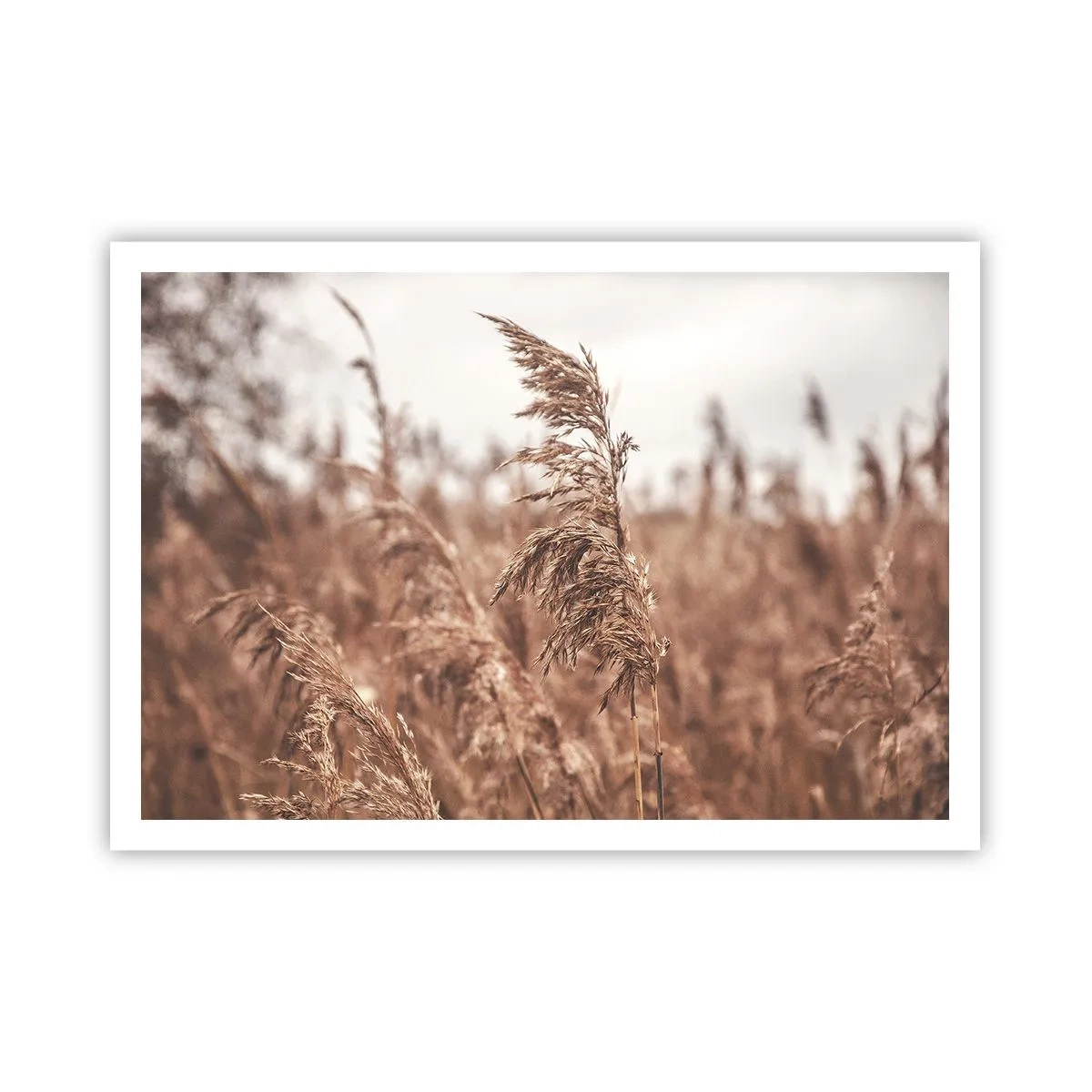 Affiche - Poster - Herbes dorées sur fond de paysage d'automne - 100x70cm - C'est déjà l'automne dans les champs - Décoration murale moderne pour le salon et la chambre ARTTOR