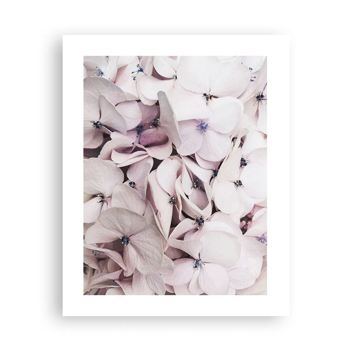 Affiche - Poster - Dans un flot de fleurs - 40x50 cm