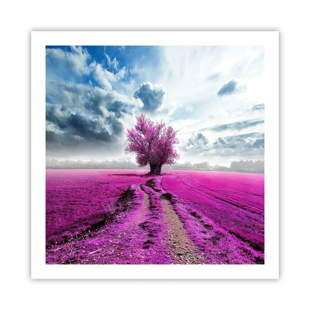 Affiche - Poster - Lande - nature sauvage - 60x60 cm
