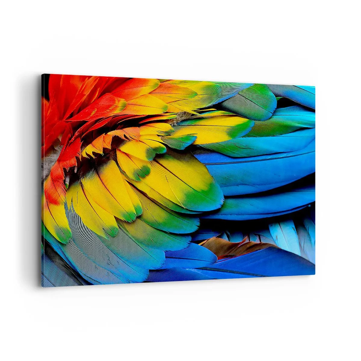Impression sur toile - Image sur toile - Gros plan des plumes colorées d'un perroquet - 100x70cm - Oiseau de paradis - Décoration murale moderne pour le salon et la chambre ARTTOR