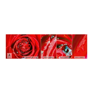 Échantillon de Papier Peint Premium Canvas - Dans les gouttes de rosée - Fleurs, Rose rouge, Amour - 100x30 cm