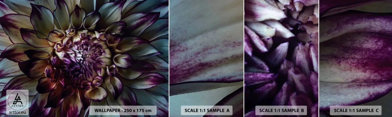 Échantillon De Papier Peint Standard Eco - L'apogée de la jeunesse - Fleurs, Dahlia, Fleur épanouie - 100x30 cm