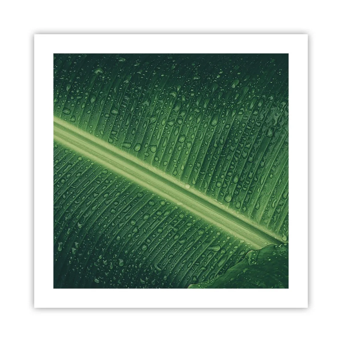 Affiche - Poster - Structure de vert - 50x50 cm