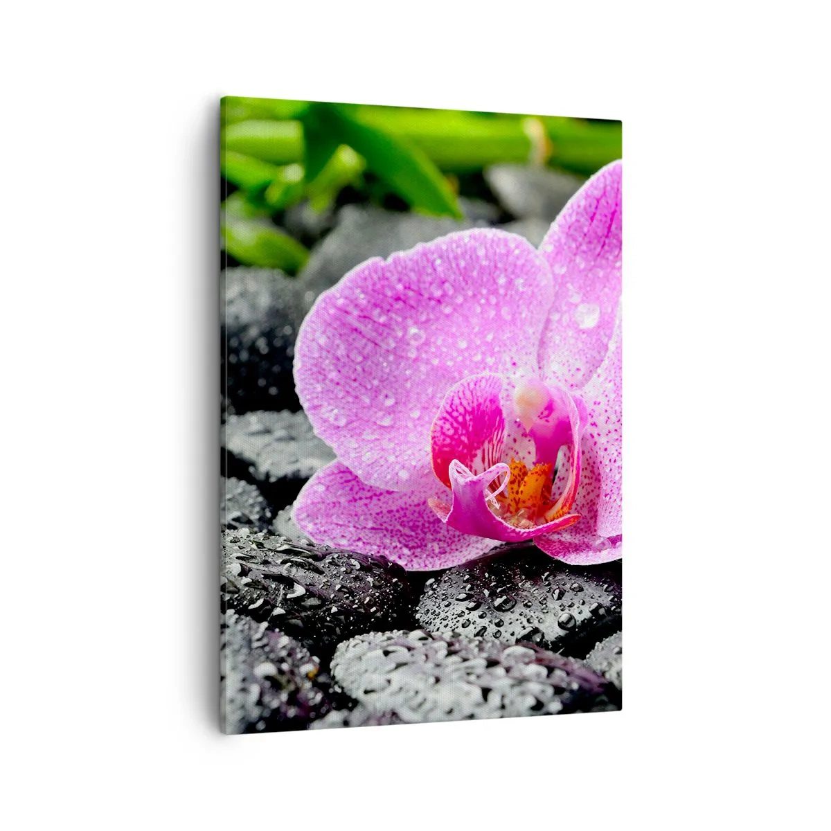 Impression sur toile - Image sur toile - Orchidée rose sur des pierres noires humides avec des feuilles vertes - 50x70cm - Comme un coeur ouvert - Décoration murale moderne pour le salon et la chambre ARTTOR