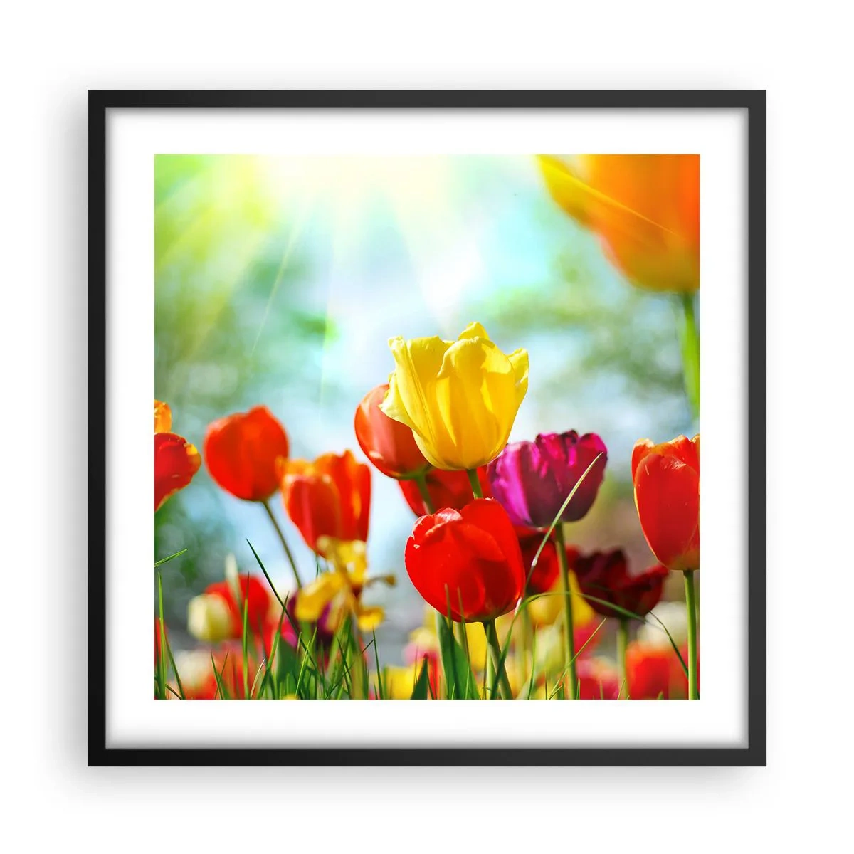 Affiche dans un cadre noir - Poster - Toutes les couleurs du soleil - 50x50 cm