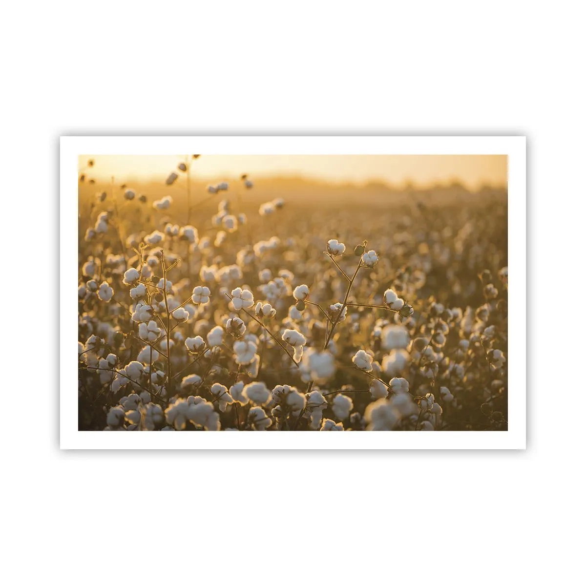 Affiche - Poster - Champ moelleux - 91x61 cm