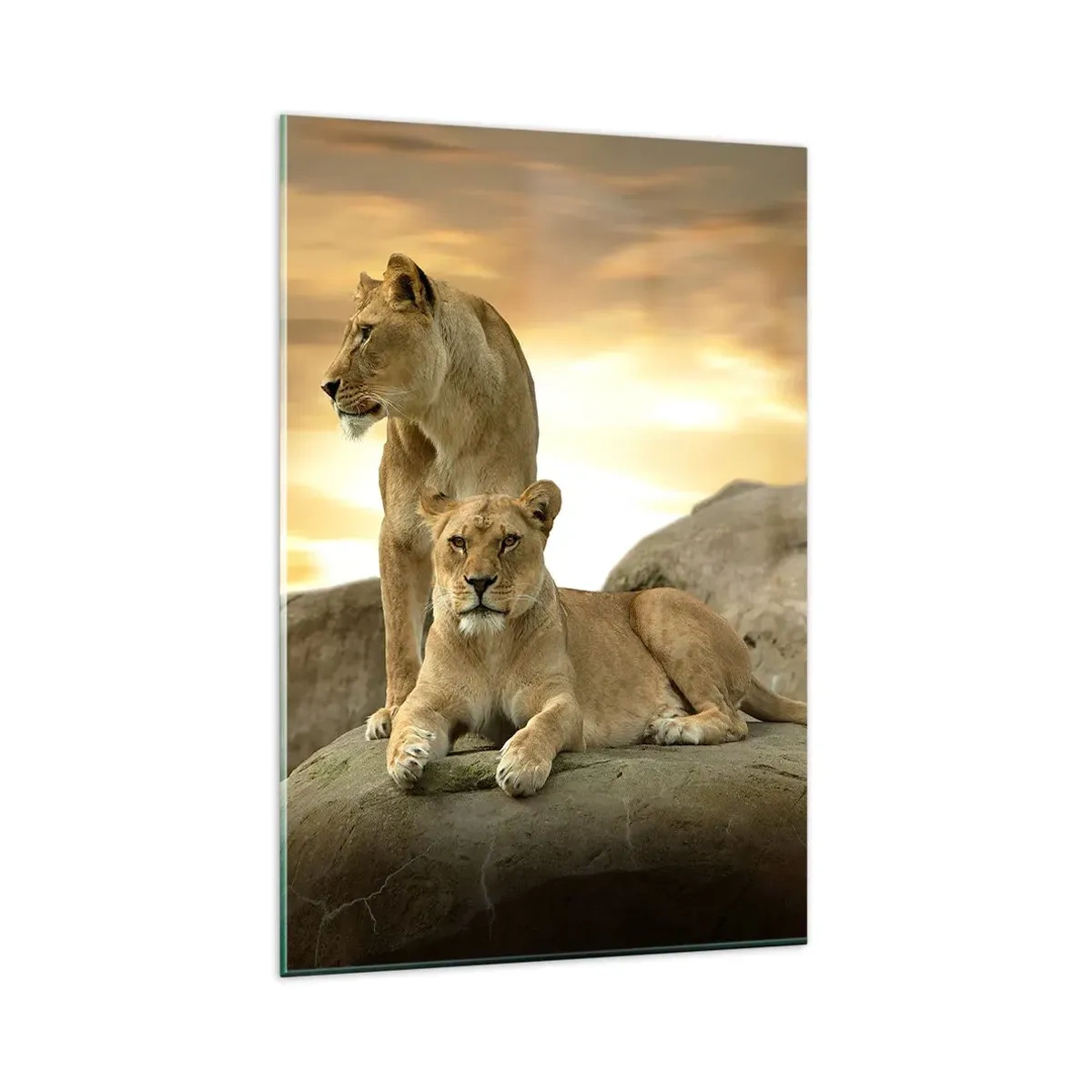 Impression sur verre - Image sur verre - Deux lionnes se reposant sur un rocher au coucher du soleil - 80x120cm - Majesté royale - Décoration murale moderne pour le salon et la chambre ARTTOR