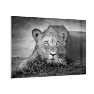 Impression sur verre - Image sur verre - Un lionceau en noir et blanc regardant la caméra - 100x70cm - Chiot royal - Décoration murale moderne pour le salon et la chambre ARTTOR