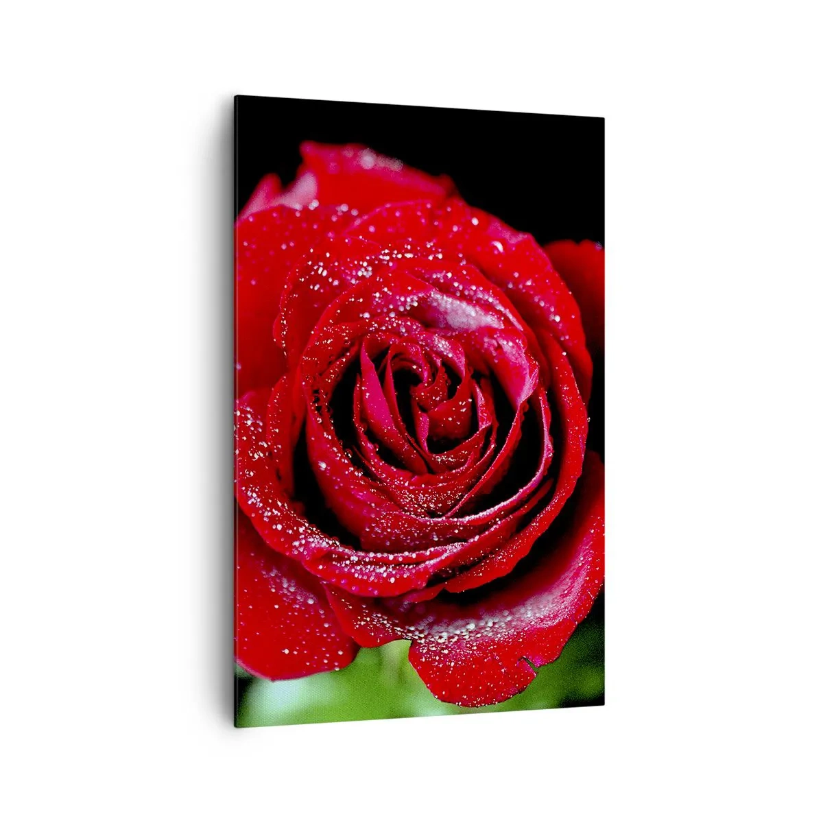 Impression sur toile - Image sur toile - Une rose rouge couverte de gouttes de rosée sur fond noir. - 80x120cm - C'est ça l'amour - Décoration murale moderne pour le salon et la chambre ARTTOR