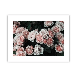 Affiche - Poster - Ensemble de rose - 40x30 cm