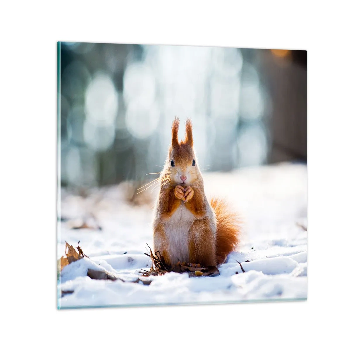 Impression sur verre - Image sur verre - Qu'est ce que tu regardes comme ça? - 70x70 cm