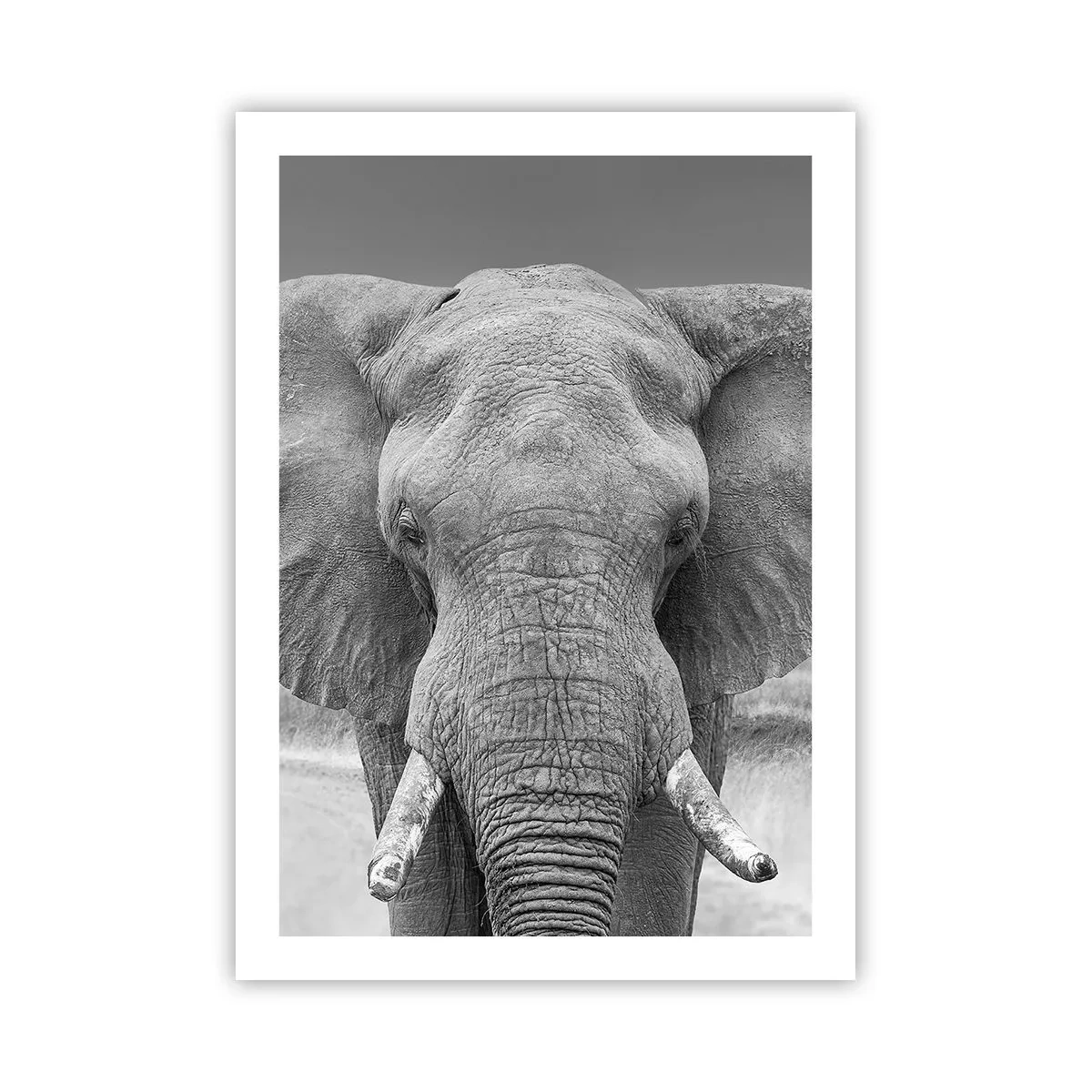 Affiche - Poster - Éléphant en photographie d'art en noir et blanc - 50x70cm - Bienvenue dans mon monde - Décoration murale moderne pour le salon et la chambre ARTTOR