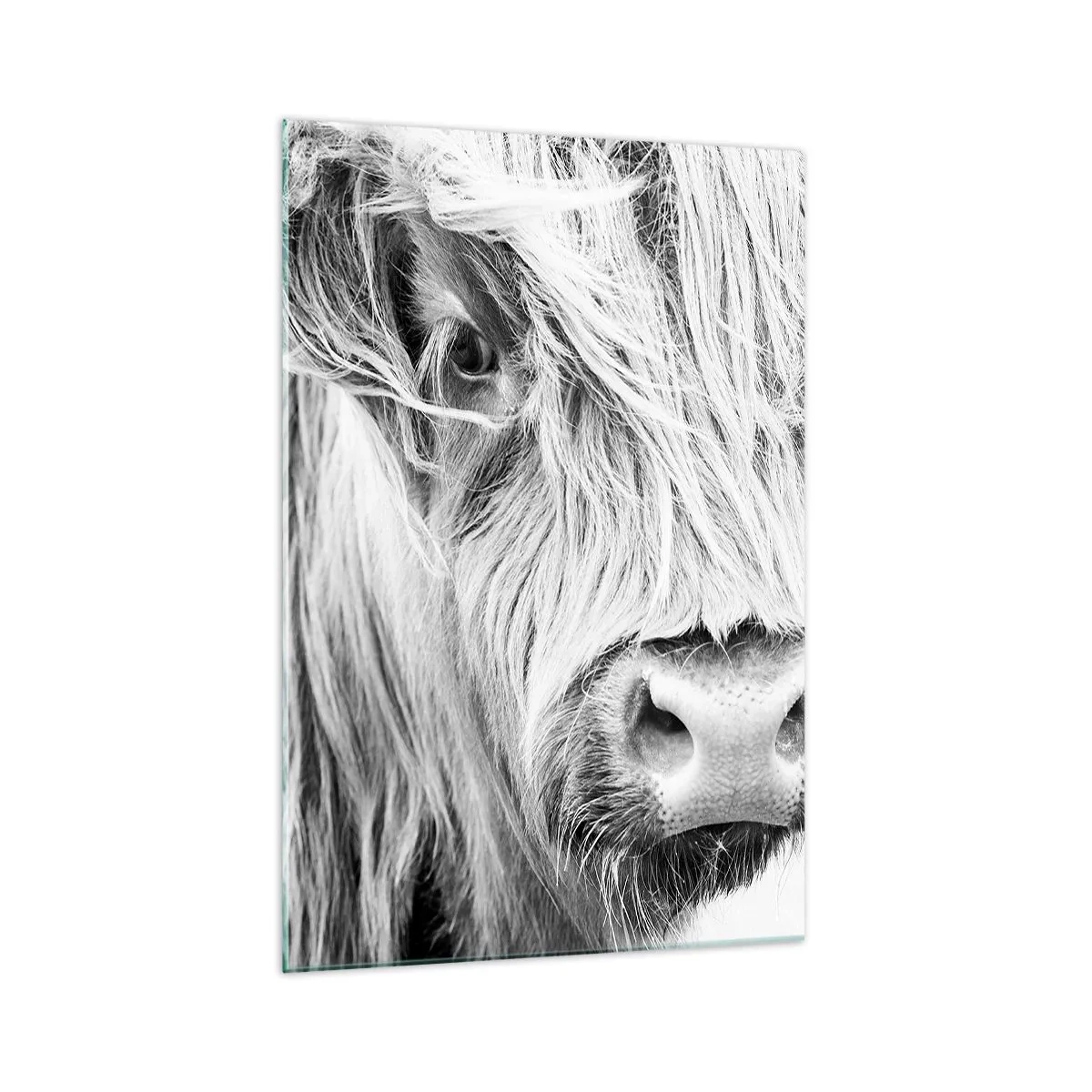 Impression sur verre - Image sur verre - Portrait d'une vache écossaise en noir et blanc - 70x100cm - Sauvagerie écossaise - Décoration murale moderne pour le salon et la chambre ARTTOR