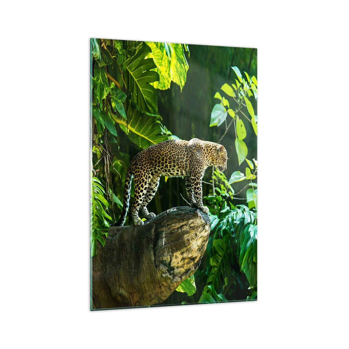 Impression sur verre - Image sur verre - Un léopard debout sur un rocher entouré de végétation tropicale - 70x100cm - À la chasse? - Décoration murale moderne pour le salon et la chambre ARTTOR