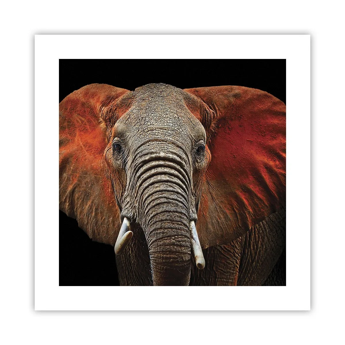 Affiche - Poster - Je suis sauvage, et toi? - 40x40 cm