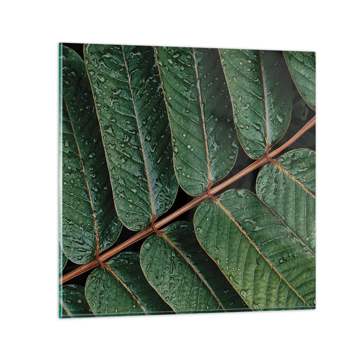 Impression sur verre - Image sur verre - Au rythme de la verdure - 40x40 cm